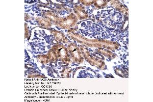 Human kidney (PAX5 Antikörper  (N-Term))