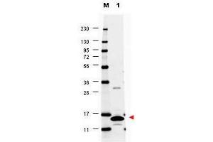 Image no. 1 for anti-Colony Stimulating Factor 2 (Granulocyte-Macrophage) (CSF2) antibody (ABIN1100980) (GM-CSF Antikörper)