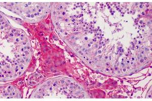 Human Testis: Formalin-Fixed, Paraffin-Embedded (FFPE) (APOA2 Antikörper  (AA 1-100))