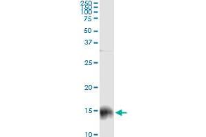 Immunoprecipitation of S100A9 transfected lysate using anti-S100A9 monoclonal antibody and Protein A Magnetic Bead , and immunoblotted with S100A9 purified MaxPab rabbit polyclonal antibody. (S100A9 Antikörper  (AA 1-114))