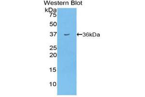 Western blot analysis of the recombinant protein. (Insulin Antikörper  (AA 25-54))
