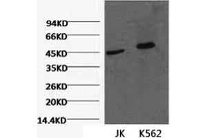 Western Blot analysis of 1) Jurkat, 2) K562 cells using CD16 Monoclonal Antibody at dilution of 1:2000. (CD16 Antikörper)