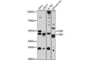 Western blot analysis of extracts of various cell lines, using VDR antibody (ABIN3023180, ABIN3023181, ABIN3023182 and ABIN6219426) at 1:1000 dilution. (Vitamin D Receptor Antikörper  (AA 1-300))