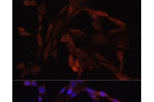 Immunofluorescence analysis of NIH/3T3 cells using OXA1L Polyclonal Antibody at dilution of 1:100. (OXA1L Antikörper)