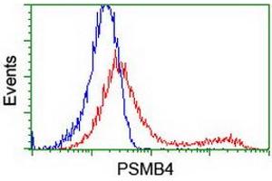 HEK293T cells transfected with either RC205723 overexpress plasmid (Red) or empty vector control plasmid (Blue) were immunostained by anti-PSMB4 antibody (ABIN2454987), and then analyzed by flow cytometry.