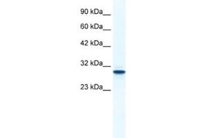 Western Blotting (WB) image for anti-Annexin A5 (ANXA5) antibody (ABIN2461370) (Annexin V Antikörper)