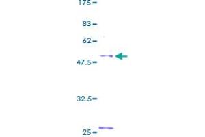 NDFIP1 Protein (AA 1-221) (GST tag)