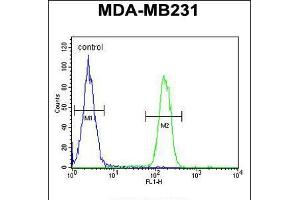 Flow cytometric analysis of MDA-MB231 cells (right histogram) compared to a negative control cell (left histogram). (Liver Arginase Antikörper  (C-Term))