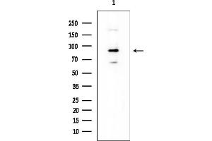 anti-G Protein-Coupled Receptor 156 (GPR156) (Internal Region) antibody