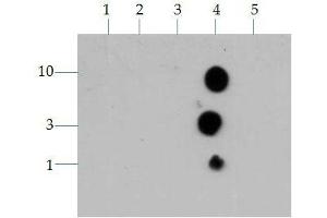 Dot Blot of Rabbit Histone H3 K4me3 Antibody. (Histone 3 Antikörper  (H3K4me3))