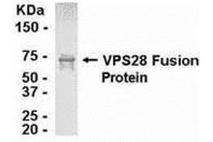 Western Blotting (WB) image for anti-Vacuolar Protein Sorting 28 (VPS28) (AA 1-221) antibody (ABIN2468070) (VPS28 Antikörper  (AA 1-221))