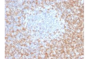 ABIN6383881 to CD5 was successfully used to stain T cells in human tonsil sections. (CD5 Antikörper  (Extracellular Domain))