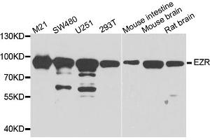 Western blot analysis of extracts of various cell lines, using EZR antibody (ABIN5974701) at 1/1000 dilution. (Ezrin Antikörper)