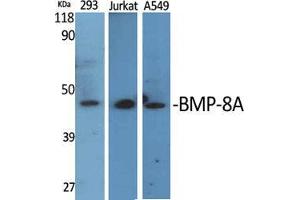 Western Blot (WB) analysis of specific cells using BMP-8A Polyclonal Antibody. (BMP8A Antikörper  (C-Term))