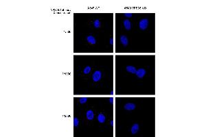 Immunocytochemistry/Immunofluorescence analysis using Mouse Anti-VPS35 Monoclonal Antibody, Clone 8A3 (ABIN6932957). (VPS35 Antikörper  (Atto 390))