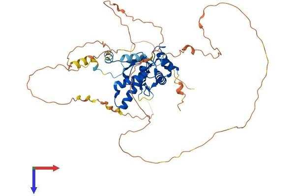 NFIX Protein (AA 1-488) (His tag)