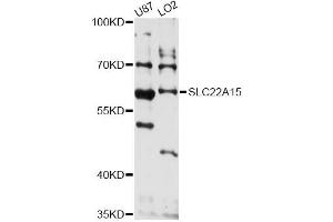 Western blot analysis of extracts of various cell lines, using SLC22A15 antibody (ABIN6293843) at 1:3000 dilution. (SLC22A15 Antikörper)