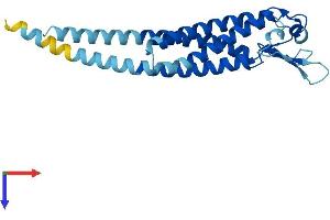 LHFPL3 Protein (AA 1-236) (His tag)