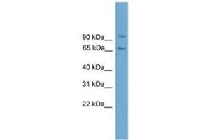 Image no. 1 for anti-Von Willebrand Factor A Domain Containing 5A (VWA5A) (AA 179-228) antibody (ABIN6745081) (VWA5A Antikörper  (AA 179-228))