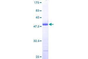 CSDC2 Protein (AA 1-153) (GST tag)