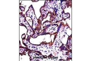 ALL2 Antibody (N-term) (ABIN657475 and ABIN2846503) immunohistochemistry analysis in formalin fixed and paraffin embedded human placenta tissue followed by peroxidase conjugation of the secondary antibody and DAB staining. (ALPPL2 Antikörper  (N-Term))