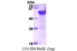 SDS-PAGE (SDS) image for Tubulin, gamma 1 (TUBG1) (AA 1-451) protein (His tag) (ABIN667610)