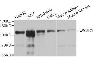 Western blot analysis of extracts of various cell lines, using EWSR1 Antibody (ABIN1882293) at 1:1000 dilution. (EWSR1 Antikörper)