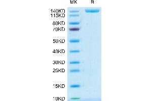 Plexin A1 Protein (PLXNA1) (AA 28-1242) (His tag)