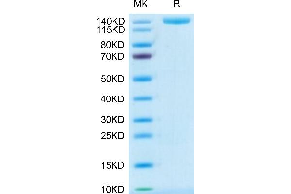 Plexin A1 Protein (PLXNA1) (AA 28-1242) (His tag)