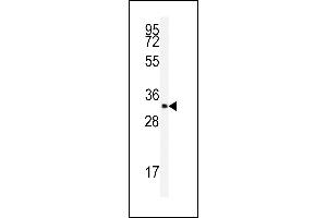 Western blot analysis of anti-SFRS2 Antibody (N-term) (ABIN389301 and ABIN2839420) in K562 cell line lysates (35 μg/lane). (SRSF2 Antikörper  (N-Term))