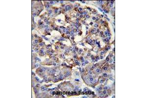 LRRC68 Antibody immunohistochemistry analysis in formalin fixed and paraffin embedded human pancreas tissue followed by peroxidase conjugation of the secondary antibody and DAB staining.