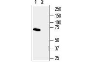 Western blot analysis human SH-SY5Y neuroblastoma cell line lysate: - 1. (Synapsin III Antikörper  (C-Term, Extracellular))