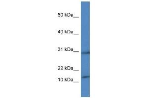 HIST1H2AH Antikörper  (C-Term)