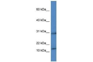 Western Blot showing HIST1H2AH antibody used at a concentration of 1 ug/ml against THP-1 Cell Lysate (HIST1H2AH Antikörper  (C-Term))