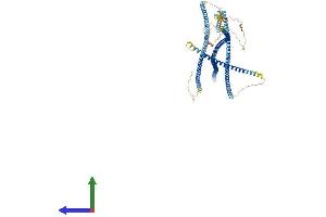 Protein Structure (PS) image for Bicaudal D Homolog 1 (BICD1) (AA 1-835) protein (His tag) (ABIN7558830)
