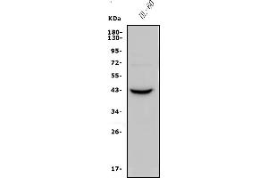 Western blot analysis of CCR2 using anti-CCR2 antibody (ABIN7600349).