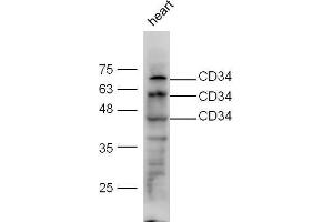 Mouse heart lysate probed with Anti-CD34 Polyclonal Antibody, Unconjugated  at 1:5000 for 90 min at 37˚C. (CD34 Antikörper  (AA 210-260))