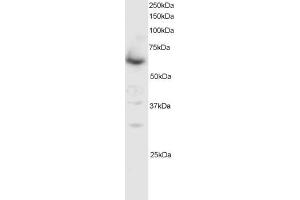 ABIN184619 staining (0. (SMAD4 Antikörper  (C-Term))