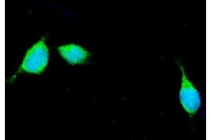 IF analysis of Apolipoprotein E/APOE using anti-Apolipoprotein E/APOE antibody (ABIN4886470). (APOE Antikörper  (AA 55-294))