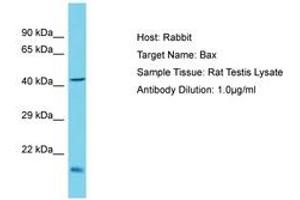 Image no. 1 for anti-BCL2-Associated X Protein (BAX) (AA 51-100) antibody (ABIN6750403) (BAX Antikörper  (AA 51-100))