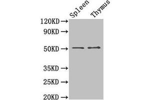 Western Blot Positive WB detected in: Mouse spleen tissue, Mouse thymus tissue All lanes: TUBB3 antibody at 1. (TUBB3 Antikörper  (AA 1-210))