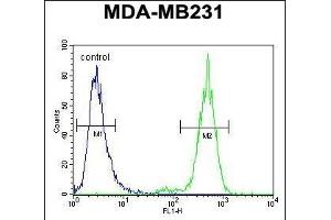 TTC16 Antibody (N-term) (ABIN654516 and ABIN2844240) flow cytometric analysis of MDA-M cells (right histogram) compared to a negative control cell (left histogram). (TTC16 Antikörper  (N-Term))