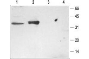 Western blot analysis of rat brain (lanes 1 and 3) and kidney (lanes 2 and 4) membranes: - 1,2. (STX3 Antikörper  (Cytosolic, N-Term))