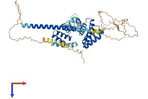 RMDN3 Protein (AA 1-470) (His tag)