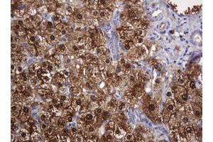 Image no. 2 for anti-D-Dopachrome Tautomerase (DDT) antibody (ABIN1497800)