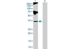 Western Blot analysis of GLUL expression in transfected 293T cell line by GLUL MaxPab polyclonal antibody. (GLUL Antikörper  (AA 1-373))