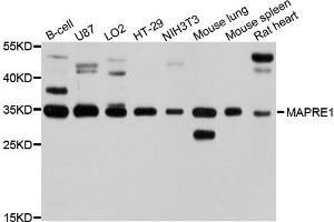 Western blot analysis of extracts of various cells, using MAPRE1 antibody. (ANKS1B Antikörper)