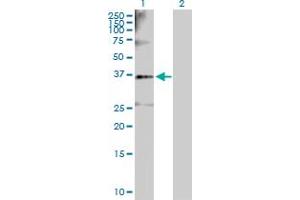 Western Blot analysis of SGOL1 expression in transfected 293T cell line by SGOL1 MaxPab polyclonal antibody. (Shugoshin Antikörper  (AA 1-292))