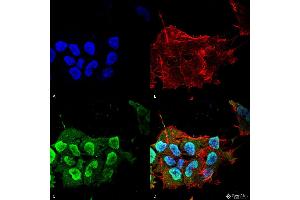 Immunocytochemistry/Immunofluorescence analysis using Mouse Anti-Ataxin 1 Monoclonal Antibody, Clone S65-37 . (Ataxin 1 Antikörper  (AA 746-761) (PerCP))