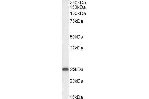 ABIN4902721 (0. (OAZ1 Antikörper)